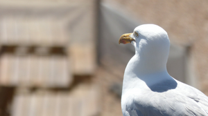 Seagull Brighton